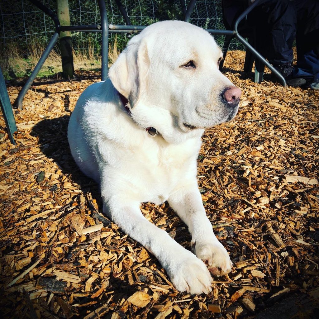 An adult yellow labrador lays in the sunshine
