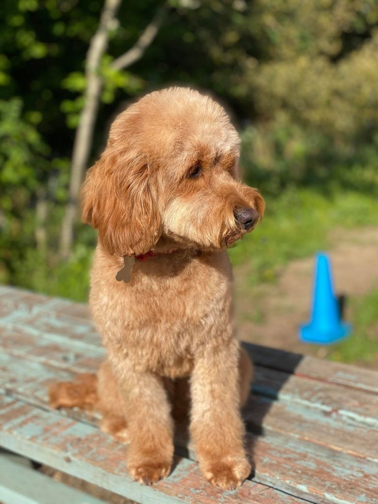 A cockerpoo after being groomed