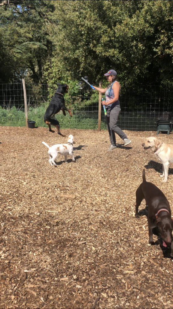 A person blows bubbles and four dogs chase bubbles.