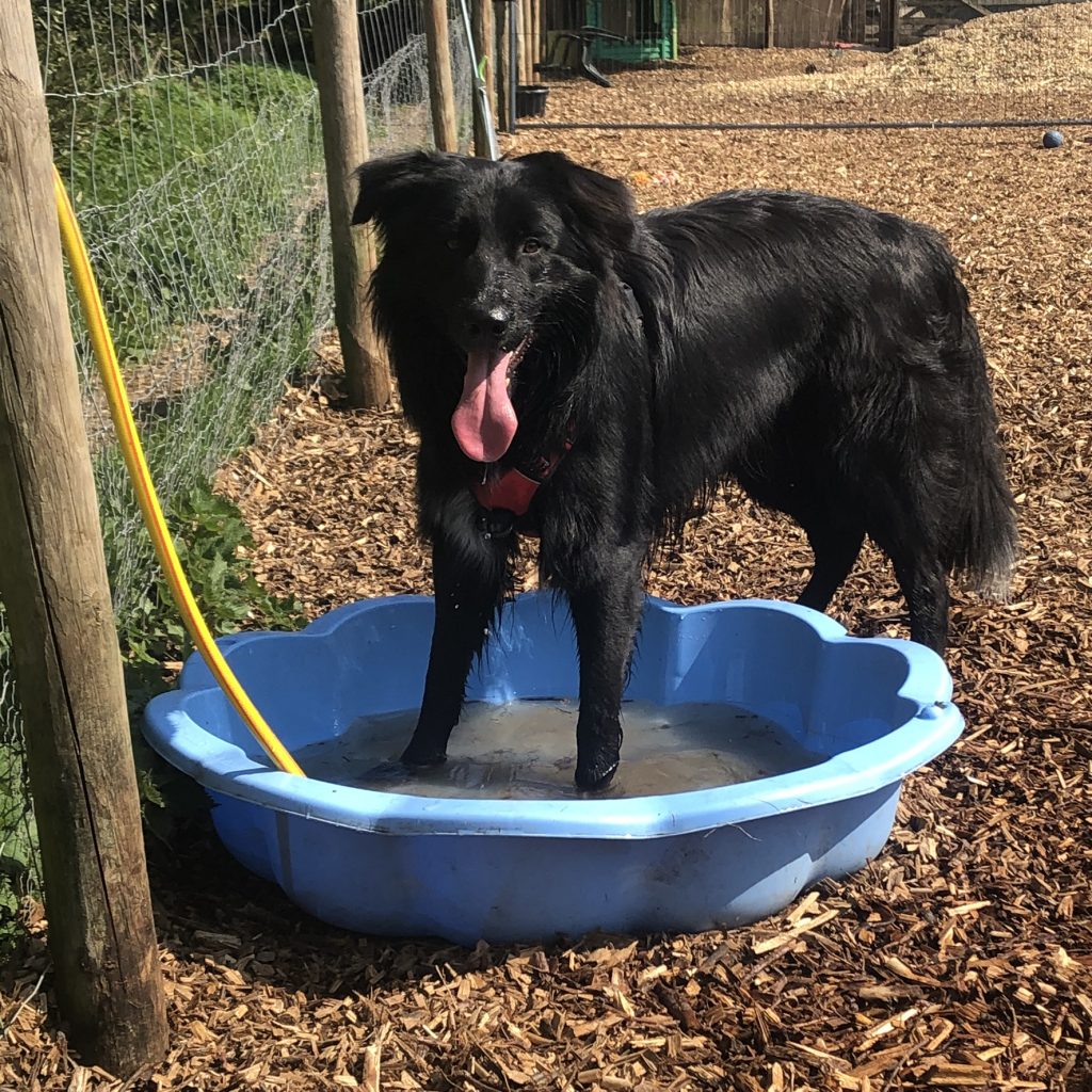 A black dog stands in a paddling pool